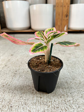 Load image into Gallery viewer, Aglaonema Lotus Delight 4"