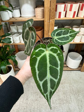 Load image into Gallery viewer, Anthurium Brielle x Zara 4"