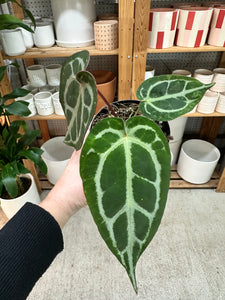 anthurium brielle x zara Anthurium Brielle x Zara 4"