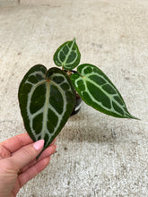 Load image into Gallery viewer, Anthurium Brielle x Zara 4"
