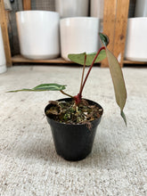 Load image into Gallery viewer, Anthurium Brielle x Zara 4"
