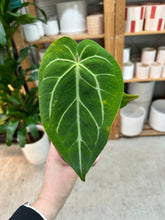 Load image into Gallery viewer, Anthurium villenaorum x magnificum 4"
