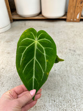 Load image into Gallery viewer, Anthurium villenaorum x magnificum 4"