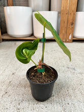 Load image into Gallery viewer, Anthurium villenaorum x magnificum 4"