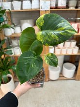 Load image into Gallery viewer, Monstera deliciosa Aurea 4"