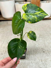 Load image into Gallery viewer, Monstera deliciosa Aurea 4"