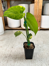 Load image into Gallery viewer, Monstera deliciosa Aurea 4"