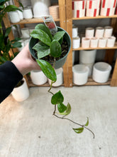 Load image into Gallery viewer, Hoya pubicalyx 'Bright One' 4" - Wax Plant