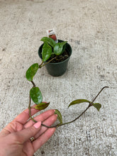 Load image into Gallery viewer, Hoya pubicalyx 'Bright One' 4" - Wax Plant