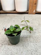 Load image into Gallery viewer, Hoya pubicalyx 'Bright One' 4" - Wax Plant