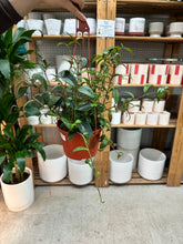 Load image into Gallery viewer, Aeschynanthus 'Black Pagoda' 6" - Lipstick Plant