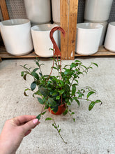 Load image into Gallery viewer, Aeschynanthus 'Black Pagoda' 6" - Lipstick Plant