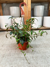 Load image into Gallery viewer, Aeschynanthus 'Black Pagoda' 6" - Lipstick Plant