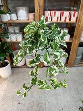 Load image into Gallery viewer, Epipremnum aureum njoy PREMIUM 6" - N'Joy Pothos