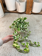 Load image into Gallery viewer, Epipremnum aureum njoy PREMIUM 6" - N'Joy Pothos