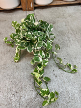 Load image into Gallery viewer, Epipremnum aureum njoy PREMIUM 6" - N'Joy Pothos