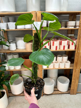 Load image into Gallery viewer, Philodendron Grazielae 6" Totem