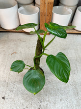 Load image into Gallery viewer, Philodendron Grazielae 6" Totem