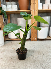 Load image into Gallery viewer, Philodendron Grazielae 6" Totem