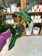 Load image into Gallery viewer, Philodendron Philodendron Bette Waterbury (69686) 6"