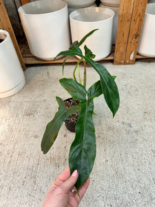 6 berberine from philodendron Philodendron Philodendron Bette Waterbury (69686) 6" – Kent East Hill  Nursery