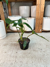 6 berberine from philodendron Philodendron Philodendron Bette Waterbury (69686) 6" – Kent East Hill Nursery