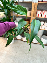 Load image into Gallery viewer, Monstera Burle Marx Flame 6"