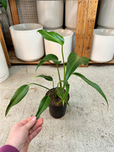 Load image into Gallery viewer, Monstera Burle Marx Flame 6"