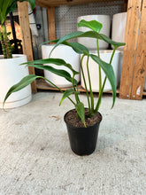 Load image into Gallery viewer, Monstera Burle Marx Flame 6"