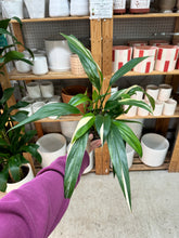Load image into Gallery viewer, Epipremnum amplissimum variegata 6"