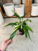 Load image into Gallery viewer, Epipremnum amplissimum variegata 6"