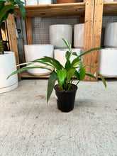 Load image into Gallery viewer, Epipremnum amplissimum variegata 6"