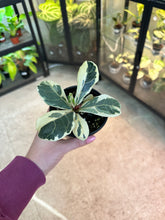 Load image into Gallery viewer, Ficus lyrata variegata 4" - Variegated Fiddle Leaf Fig