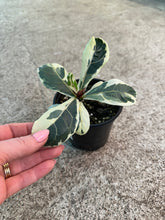 Load image into Gallery viewer, Ficus lyrata variegata 4" - Variegated Fiddle Leaf Fig