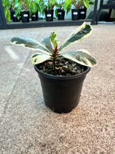 Load image into Gallery viewer, Ficus lyrata variegata 4" - Variegated Fiddle Leaf Fig