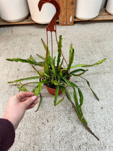 Load image into Gallery viewer, Lepismium cruciforme 6" - Hurricane Cactus
