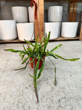 Load image into Gallery viewer, Lepismium cruciforme 6" - Hurricane Cactus