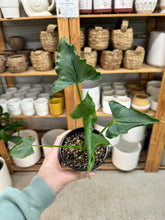 Load image into Gallery viewer, Alocasia Triangularis 4"
