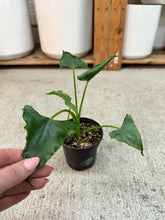 Load image into Gallery viewer, Alocasia Triangularis 4"