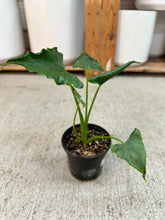 Load image into Gallery viewer, Alocasia Triangularis 4"