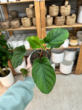 Load image into Gallery viewer, Homalomena 'Red Velvet' 4" - Queen of Hearts