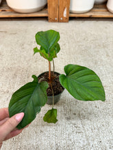 Load image into Gallery viewer, Homalomena 'Red Velvet' 4" - Queen of Hearts