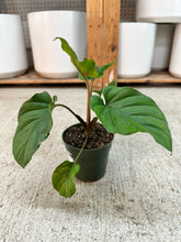 Load image into Gallery viewer, Homalomena 'Red Velvet' 4" - Queen of Hearts
