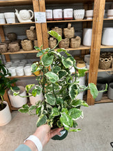 Load image into Gallery viewer, Epipremnum 'Pearls N Jade' 6" Hoop - Pearls N Jade Pothos
