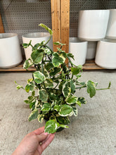 Load image into Gallery viewer, Epipremnum 'Pearls N Jade' 6" Hoop - Pearls N Jade Pothos