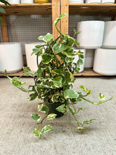 Load image into Gallery viewer, Epipremnum 'Pearls N Jade' 6" Hoop - Pearls N Jade Pothos