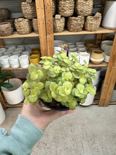 Load image into Gallery viewer, Callisia repens 4''- Turtle Vine