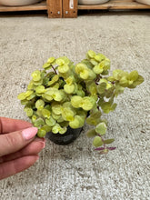Load image into Gallery viewer, Callisia repens 4''- Turtle Vine