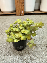 Load image into Gallery viewer, Callisia repens 4''- Turtle Vine