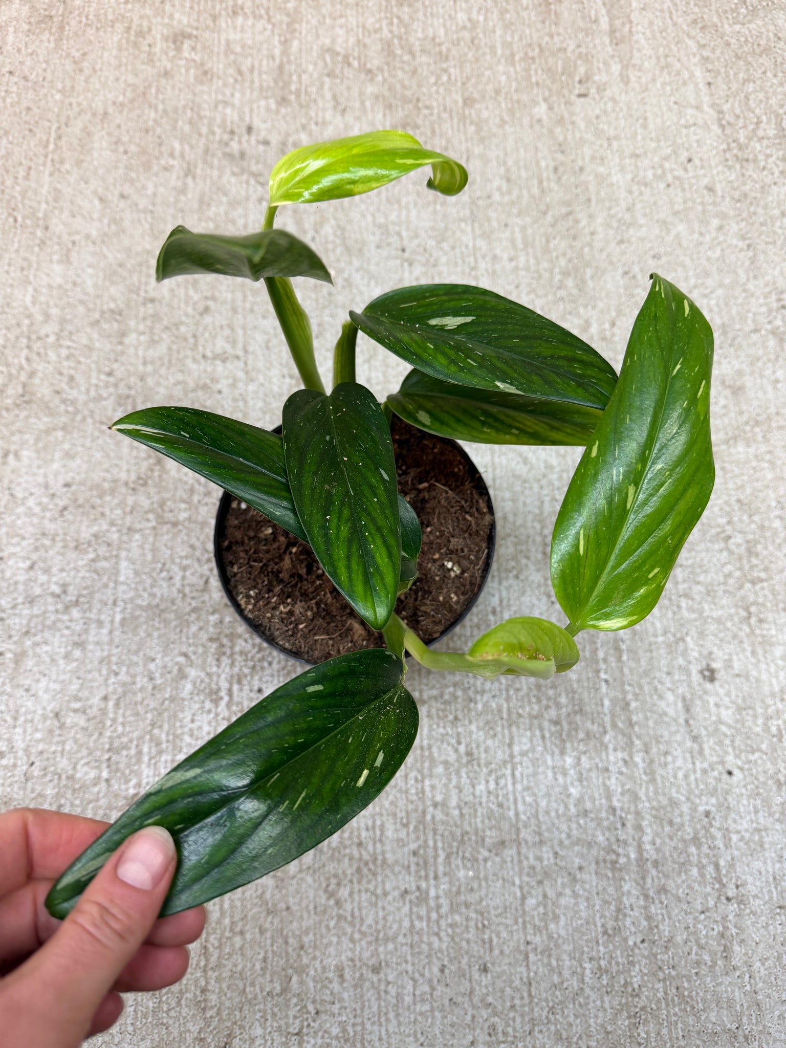 philodendron cobra variegated Monstera Standleyana Variegata 6" – Kent East Hill Nursery